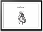 The heart zwart wit poster | poster van het hart, de liefde | line art anatomie | wanddecoratie | Liggend 70 x 50 cm