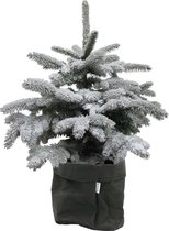 Hellogreen Kamerplant - Echte Kleine Kerstboom - Picea met sneeuw - 85 cm - Sizo bag Zwart