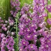 12x Ridderspoor (Delphinium (P) 'Astolat') - P9 pot (9x9)