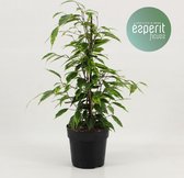 Kamerplant van Botanicly – Treurvijg – Hoogte: 40 cm – Ficus benjamina
