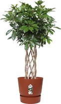 Hellogreen Kamerplant - Schefflera Arboricola Compacta - 100 cm - Elho Greenville pot Roest