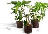 Tropische kamerplanten set in mand - Monstera Deliciosa 75cm, ø21, Alocasia Zebrina 75cm, ø19 + Strelitzia Nicolai 85cm, ø19 - Makkelijke kamerplanten - Tropische planten in mand - Luchtzuive