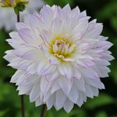 Dahlia Crazy Love