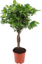 FloriaFor - Vijg, Rubberboom - - ↨ 70cm - ⌀ 17cm