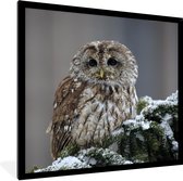 Fotolijst incl. Poster - Een besneeuwde bosuil kijkt in de camera - 40x40 cm - Posterlijst