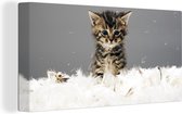 Canvas Schilderij Kat - Kitten - Veren - 80x40 cm - Wanddecoratie