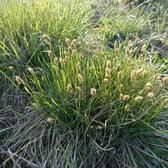 12 x Sesleria Caerulea - Blauwgras in 9x9cm pot met hoogte 5-10cm