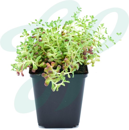 Een groene vetplant met kleine rode puntjes, in een zwarte pot.