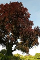 Jonge Rode beukenboom | Fagus sylvatica 'Atropunicea' | 100-150cm hoogte