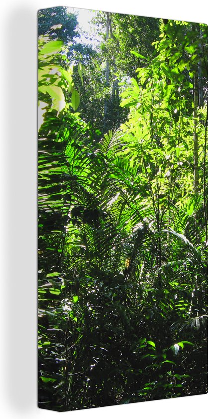 Canvas Schilderij Regenwoud Brazilie fotoprint - 20x40 cm - Wanddecoratie