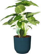 Hellogreen Kamerplant - Alocasia Frydek - 70 cm - ELHO Vibes Blauw