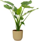 Hellogreen Kamerplant - Alocasia Cucullata - 70 cm - ELHO Vibes Geel