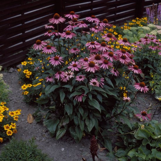 50 x Roze Zonnehoed Plant - Langbloeiende Borderplant - Echinacea purpurea  in 9x9cm... | bol
