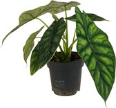 ZynesFlora - Alocasia Dragon Scale - Ø 14 cm - Hoogte: 30 - 35 cm - Alocasia - Kamerplant