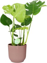 Monstera Deliciosa in ELHO Vibes (roze) ↨ 75cm - planten - binnenplanten - buitenplanten - tuinplanten - potplanten - hangplanten - plantenbak - bomen - plantenspuit