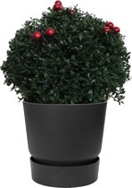 Ilex crenata Stokes X-mas in Elho® Greenville outdoorpot (zwart) ↨ 45cm - planten - binnenplanten - buitenplanten - tuinplanten - potplanten - hangplanten - plantenbak - bomen - plantenspuit