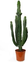 Euphorbia Erytrea ↨ 110cm - hoge kwaliteit planten