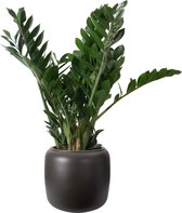 ELHO ® Pure Beads Small Ø 40 (Walnootbruin) met Zamioculcas ↨ 80cm - planten - binnenplanten - buitenplanten - tuinplanten - potplanten - hangplanten - plantenbak - bomen - planten