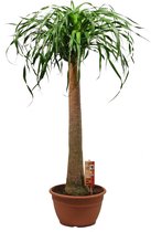 Beaucarnea XL ↨ 135cm - hoge kwaliteit planten