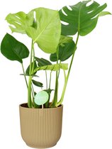 Hellogreen Kamerplant - Monstera Deliciosa - 76 cm - ELHO Vibes Geel