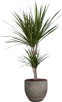 Dracaena 'Marginata' in Mica sierpot Carrie (lichtgrijs) - Hoogte ↕ 65cm - Pot ∅ 18cm