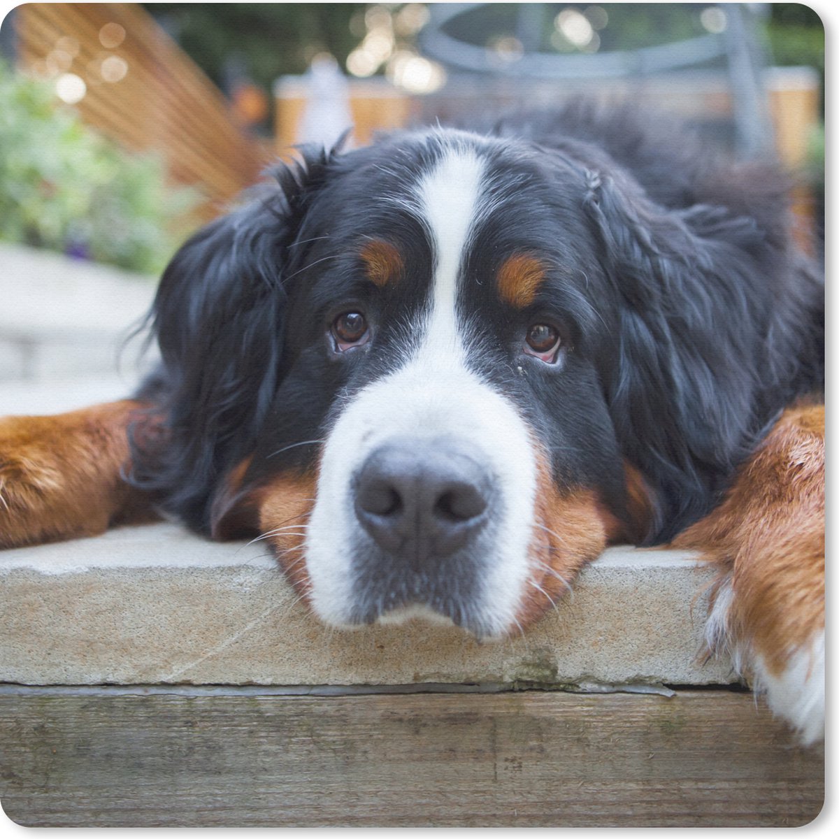 Muismat 20x20 cm - Mousepad Schaduwrijke Bernese Sennenhond - Muismatten