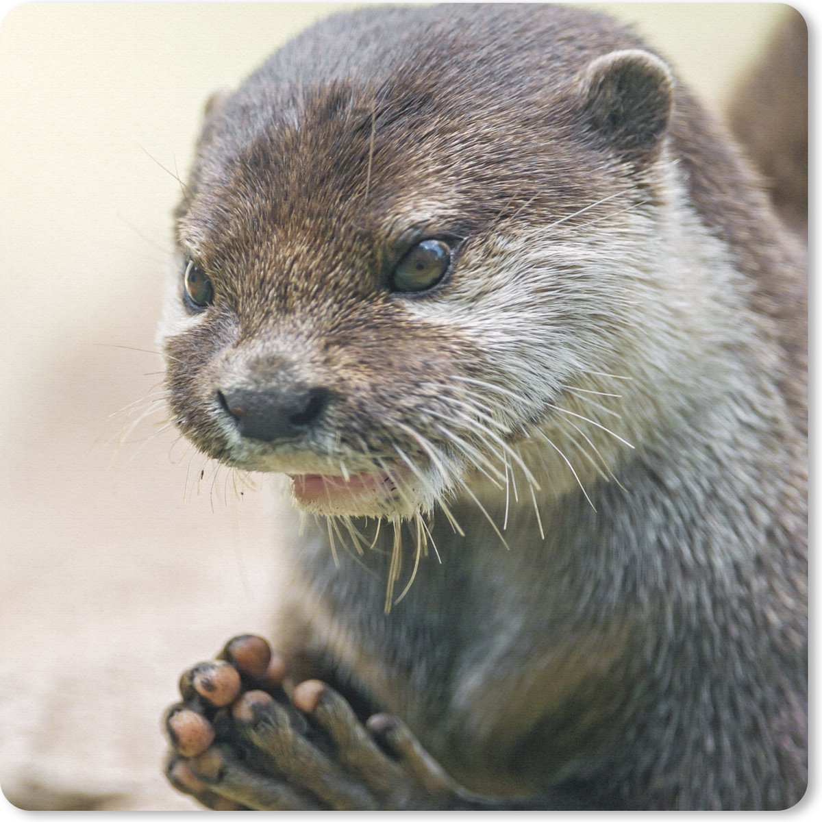 Muismat 20x20 cm - Mousepad Een otter met zijn poten bij elkaar - Muismatten