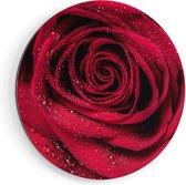 Artaza Dibond Muurcirkel Rode Roos Met Waterdruppels - Bloem - Ø 90 cm - Groot - Wandcirkel - Rond Schilderij - Voor Binnen en Buiten