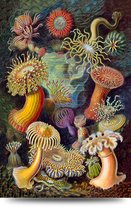 Maison de France - Canvas Zeeannemoon - haeckel - canvas - 80 x 120 cm