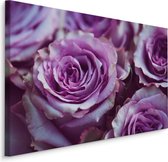 Schilderij - Paarse Rozen, Premium Print, 5 maten