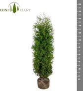 De Thuja Occidentalis Brabant, 160-180 conifeer haagplanten