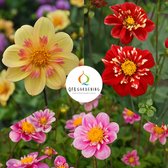 Halskraag Dahlia pakket | 3 stuks | Halskraag Dahlia | Knol | Geel | Rood | Roze | Dahlia Knollen van Top Kwaliteit | Zomerbloeiend Bloembollen Pakket | 100% Bloeigarantie | QFB Ga