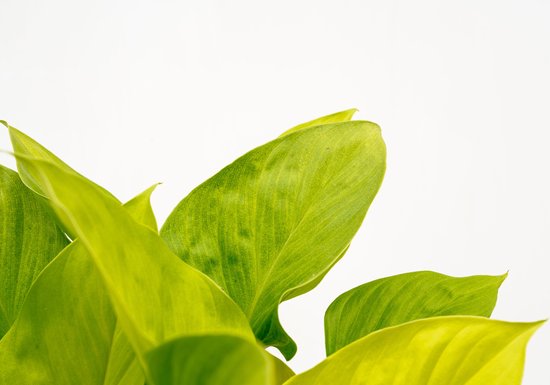 Homalomena Lemon Lime - 30cm