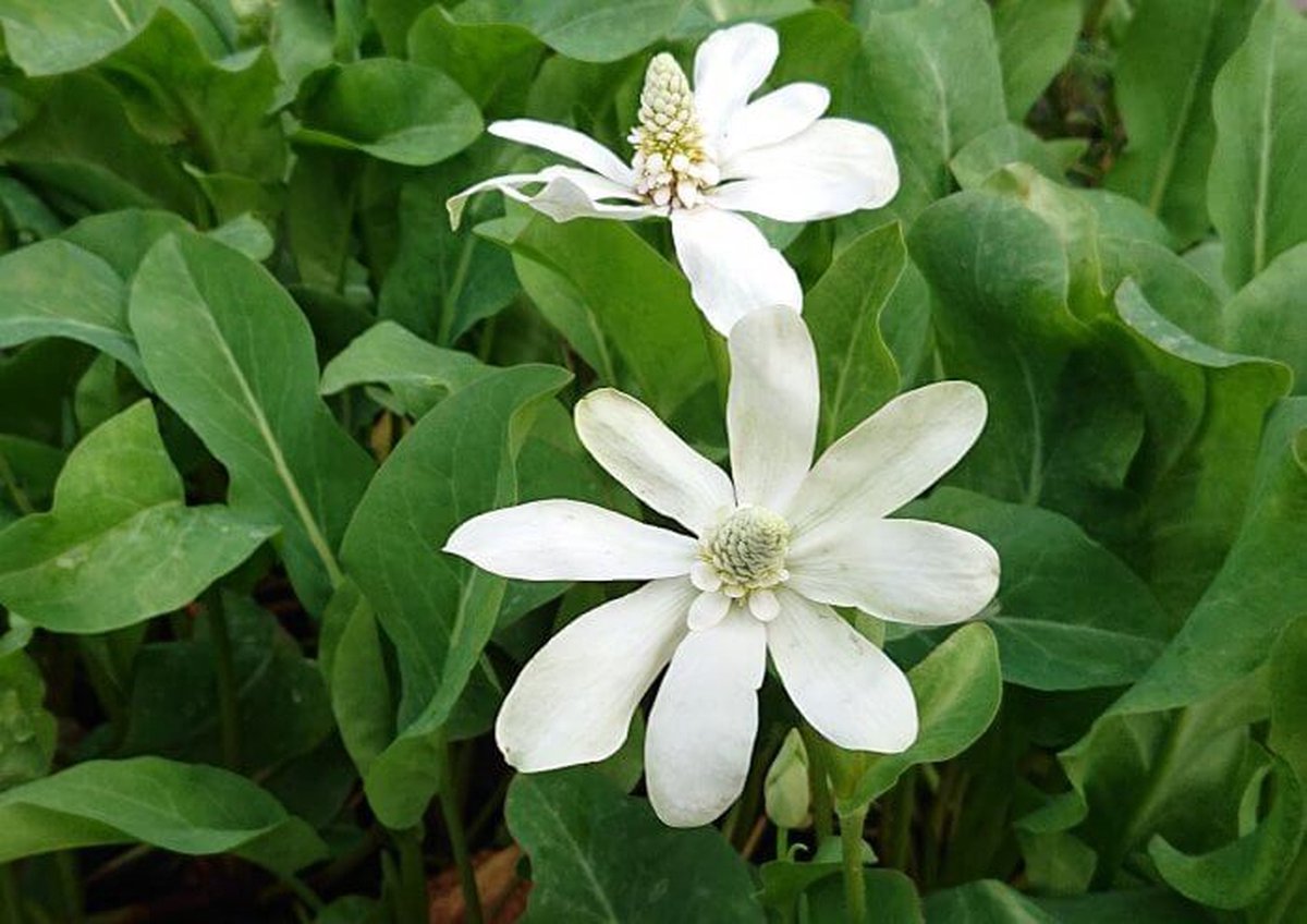 Valse moeras-anemoon (Anemopsis californica) - Vijverplant - 3 losse planten - Om zelf op te potten - Vijverplanten webshop