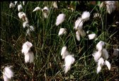 Veenpluis (Eriophorum angustifolium) - Vijverplant - 3 losse planten - Om zelf op te potten - Vijverplanten Webshop