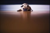 Walljar - Pug - Dieren poster