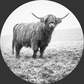 Behangcirkel Schotse hooglander in het gras | ⌀ 120cm | Wandecoratie | Wandcirkel