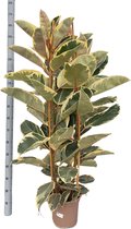 Kamerplant van Botanicly – Rubberboom – Hoogte: 170 cm – Ficus Elastica Tineke