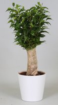 Kamerplant van Botanicly – Treurvijg – Hoogte: 40 cm – Ficus benjamina
