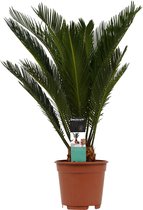 Kamerplant van Botanicly – Varenpalm – Hoogte: 55 cm – Cycas Revoluta