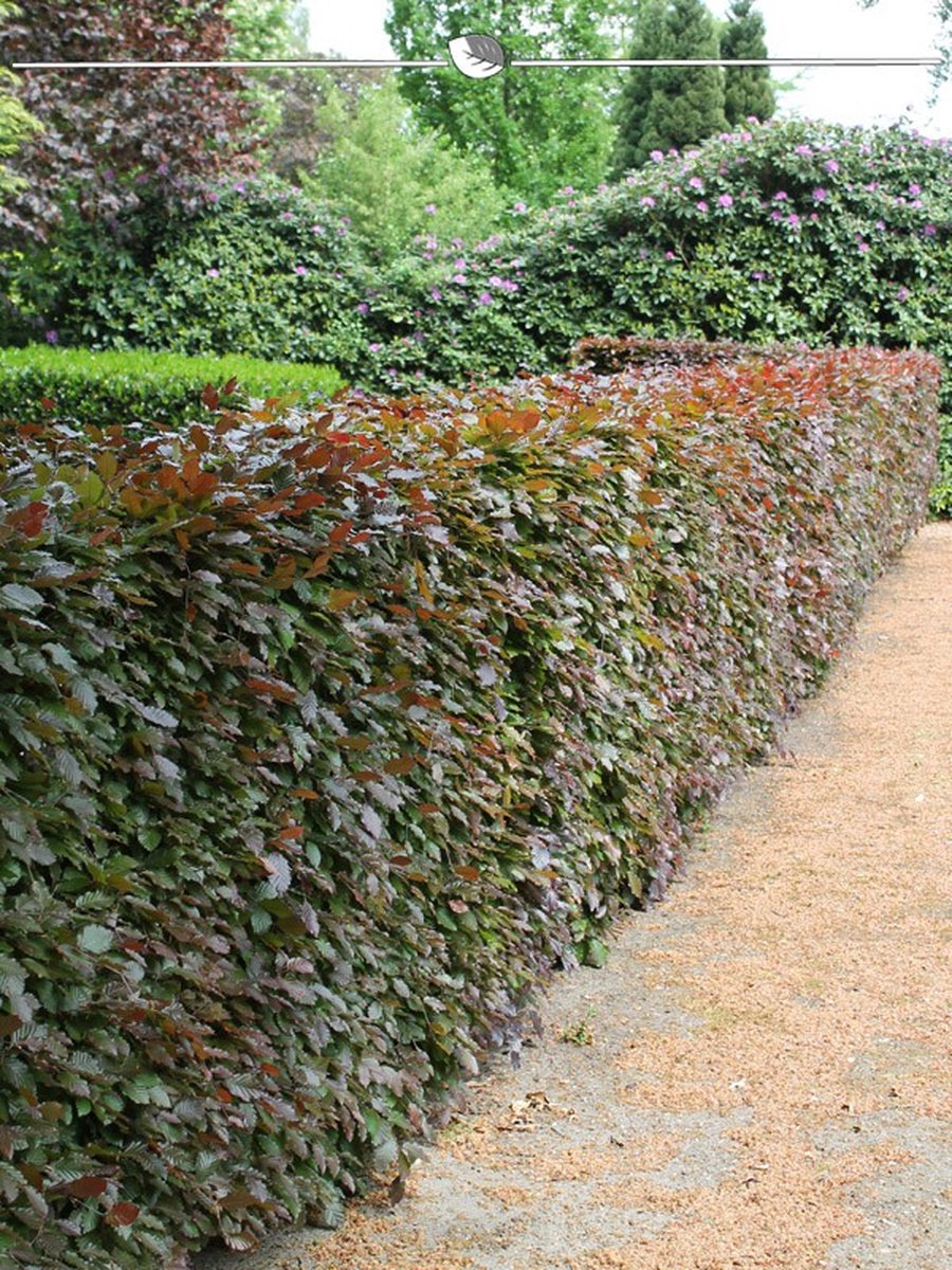 Productfoto van rode beuk Fagus sylvatica 'Atropunicea' haagplanten in pot van Gardline