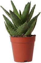 Verts de colibri | plant verte - Succulente Aloe Brevifolia - taille du pot Ø9cm - plante d'intérieur verte - fraîche du producteur