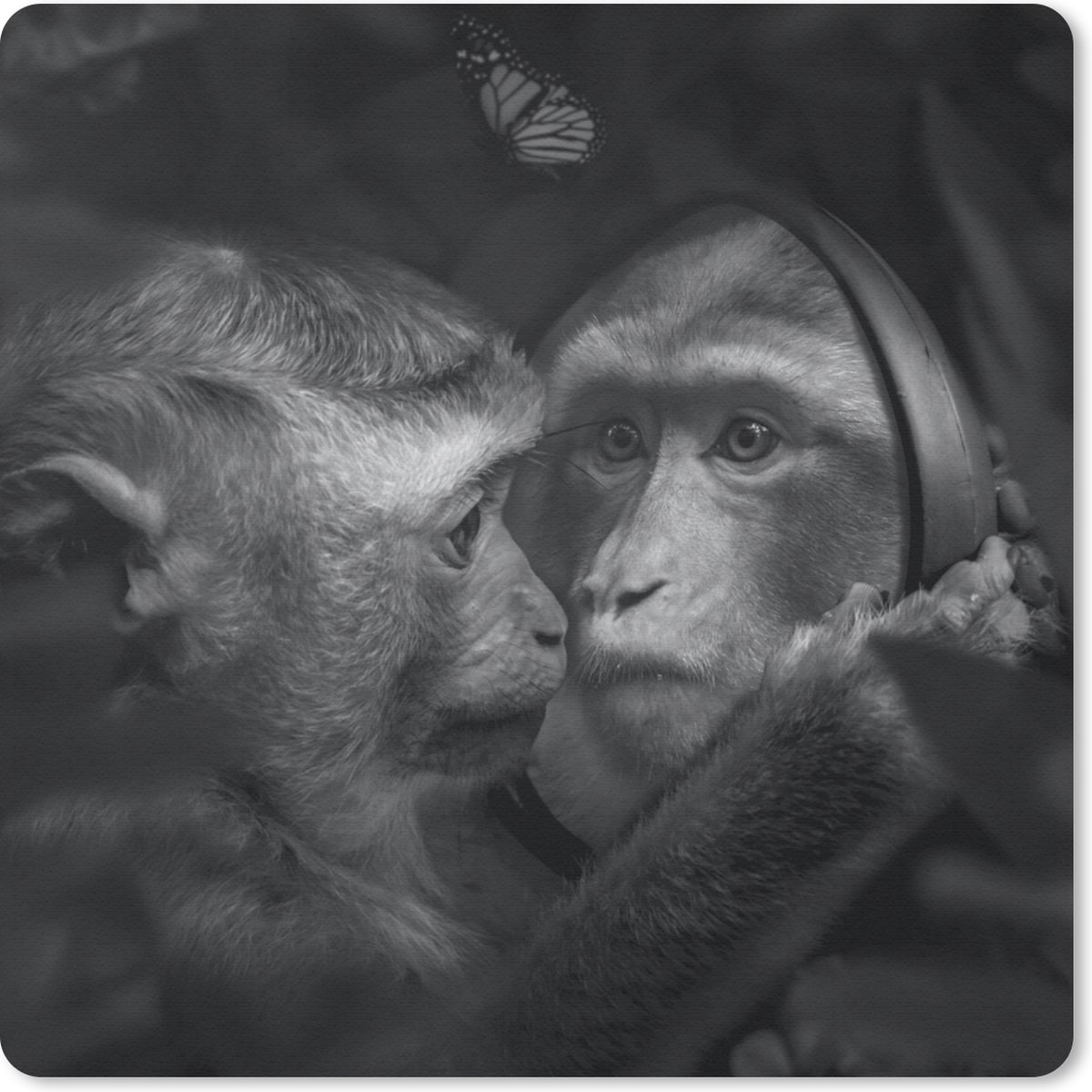 Muismat 20x20 cm - Mousepad Vlinder - Aap - Dieren - Jungle - Zwart - Wit - Muismatten
