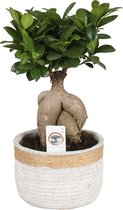 Bonsai van Botanicly – Ficus ginseng Bonsai – Hoogte: 40 cm