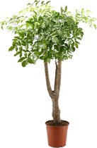 Kamerplant van Botanicly – Heteropanax Chinensis – Hoogte: 135 cm