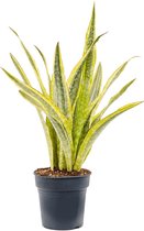 Kamerplant van Botanicly – Vrouwentongen – Hoogte: 55 cm – Sansevieria Trifasciata Lauren