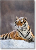 Siberische tijger op een winterse dag - A1 Poster Staand - 59x84cm - Besteposter - Dieren