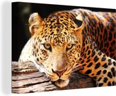 Canvas Schilderij Panter - Boom - Natuur - 30x20 cm - Wanddecoratie