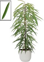 Mama's Planten - Ficus Binnendijkii Alii  In ELHO Vibes Fold Rond Sierpot  (zijdewit) - Vers Van De Kweker - ↨ 105cm - ⌀ 22cm