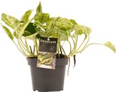 FloriaFor - Scindapsus Marble Queen - - ↨ 15cm - ⌀ 12cm